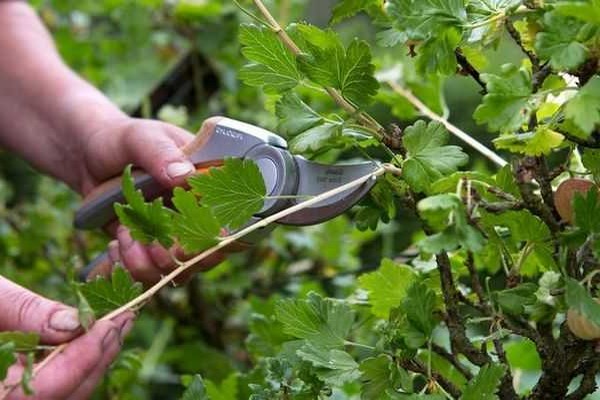 gooseberry variety Chernomor