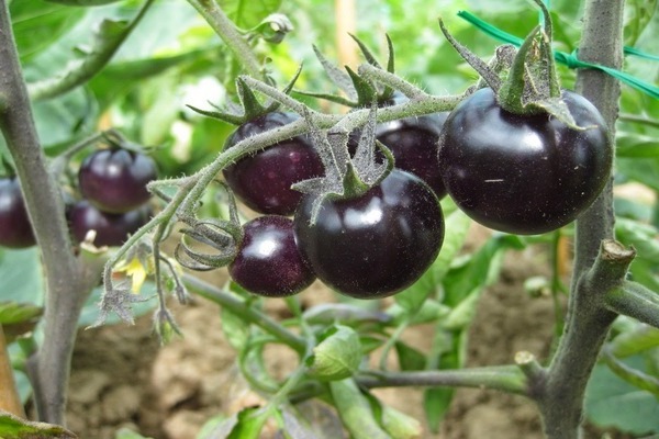 schwarze Tomatensorten