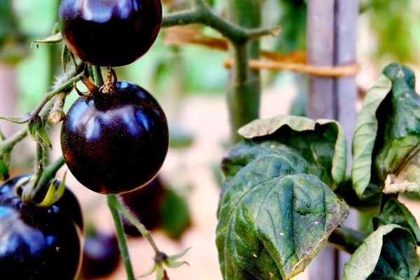 schwarze Tomaten Foto