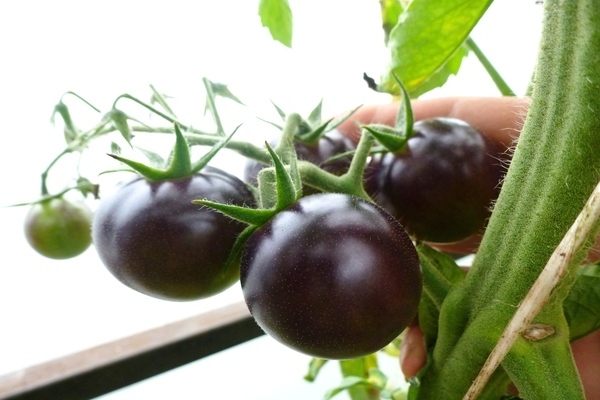 Foto von schwarzen Tomaten