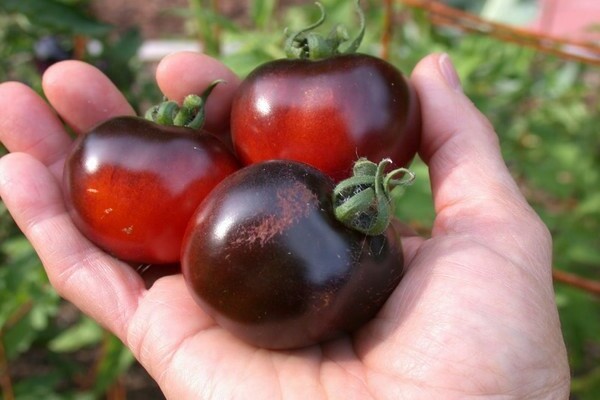 warum sind tomaten schwarz