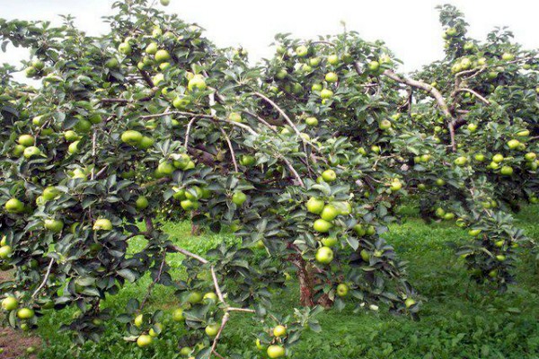 variété de pomme merveilleuse