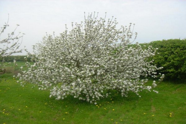 pommier magnifique photo