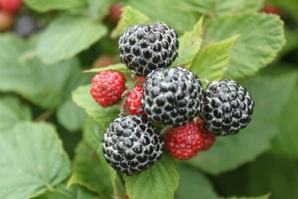 framboises noires et mûres