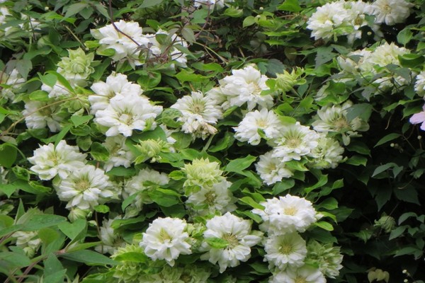 Clematis Daches ng Edinburgh Paglalarawan