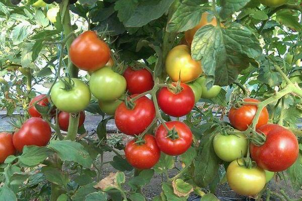 Beschreibung des Tomatensommerbewohners