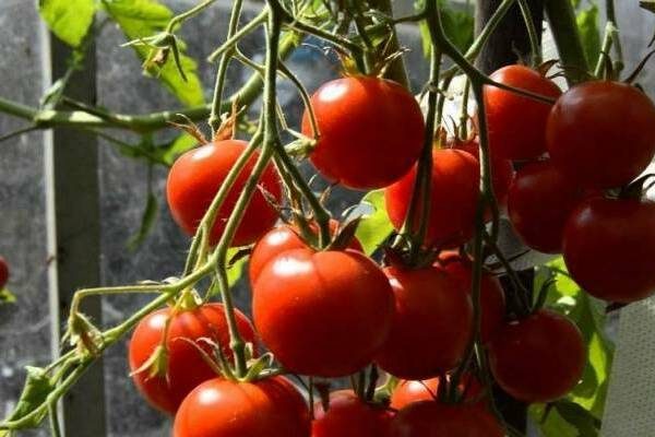 Tomatensorte Sommerbewohner