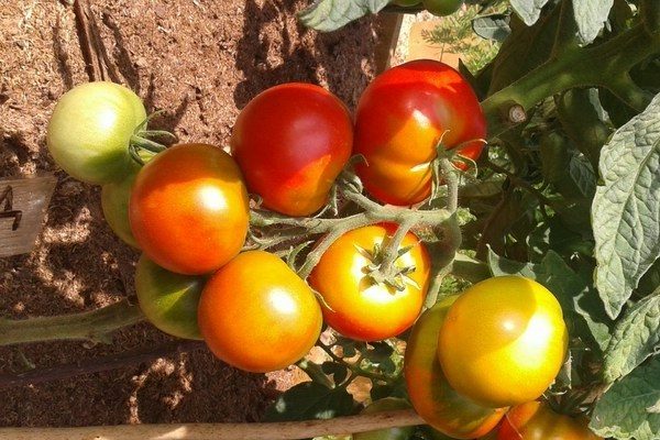 Bewertungen von Tomatensommerbewohnern