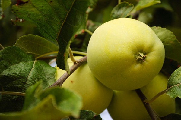 hit parade des variétés de pommes