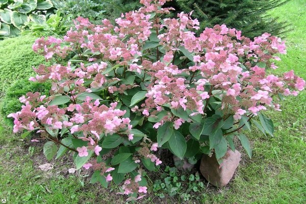 Hortensie paniculata daruma