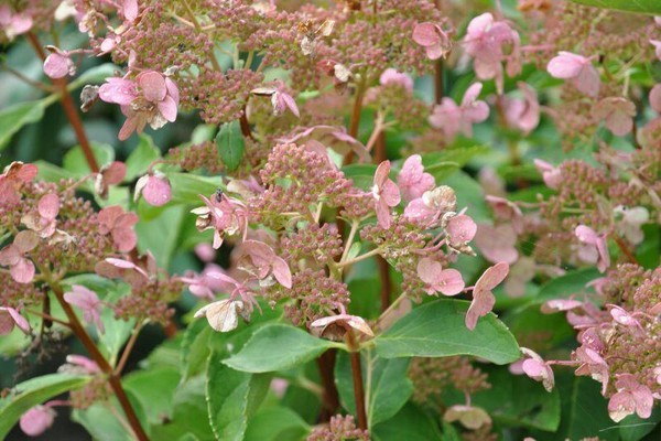 hydrangea paniculata daruma