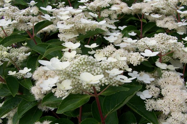 hydrangea daruma