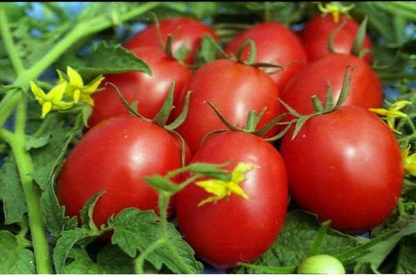 Tomato variety De Barao