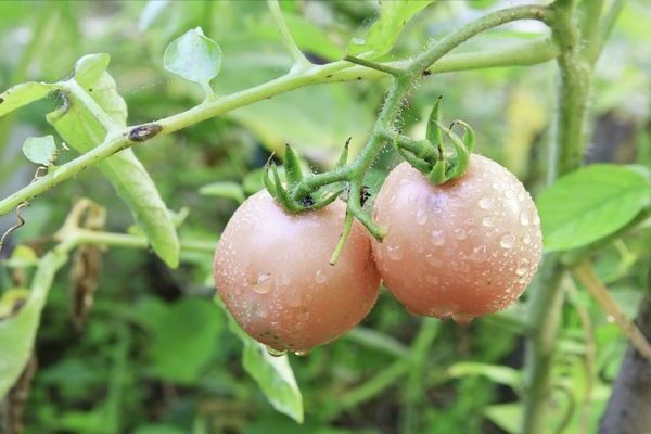 Tomato variety na De Barao