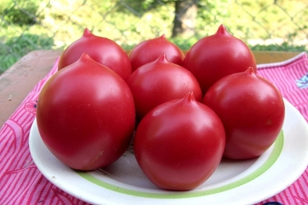 Tomato variety na De Barao