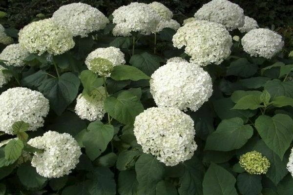 pruning hydrangea