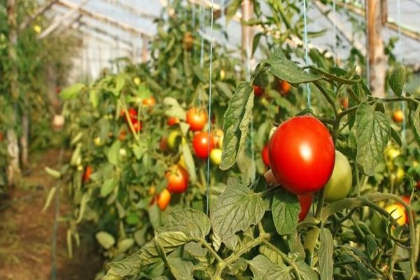 tomato oak photo