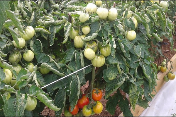 paglalarawan ng kamatis ng puno ng oak