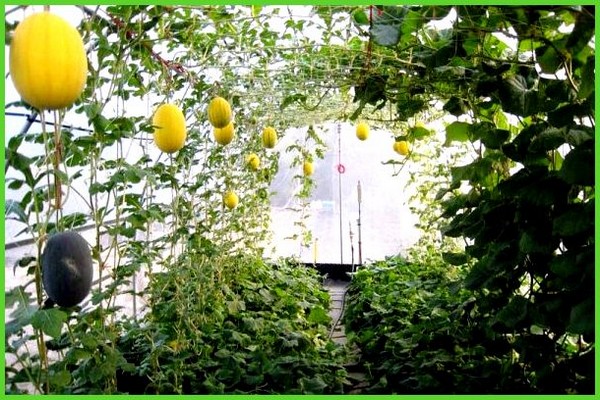 melon cultivation + in the greenhouse