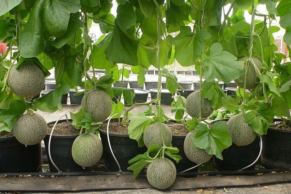 paglilinang ng melon + sa greenhouse