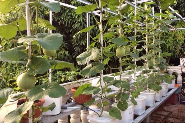 melon cultivation + in the open field