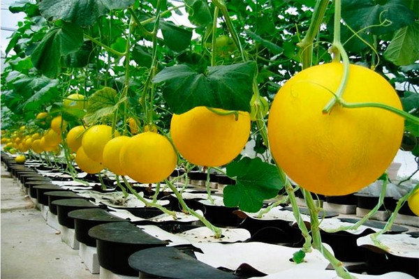 melon cultivation