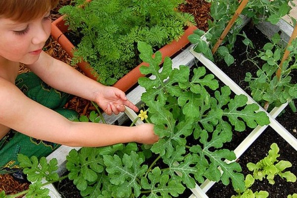 melon cultivation + outdoor