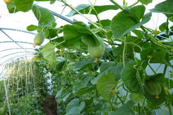 paglilinang ng melon + sa greenhouse