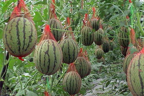 Melonenanbau + im Gewächshaus