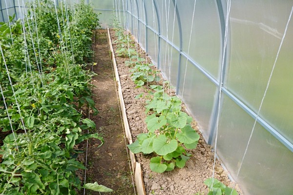 melon cultivation + in the ground