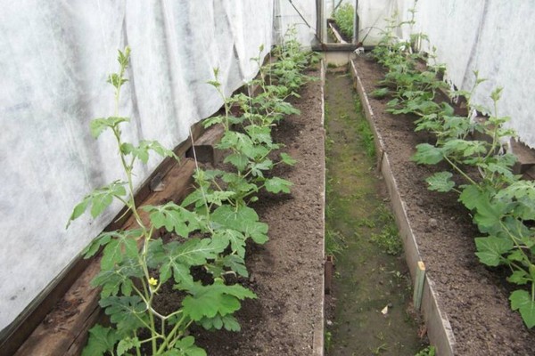 melon cultivation