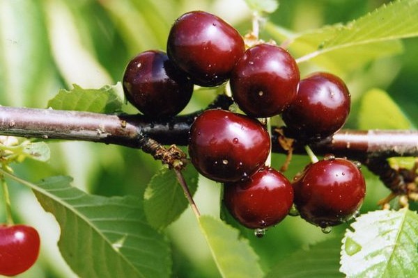 Cherry Duke Bewertungen