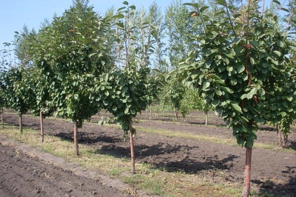 Cherry Duke Sortenbeschreibung