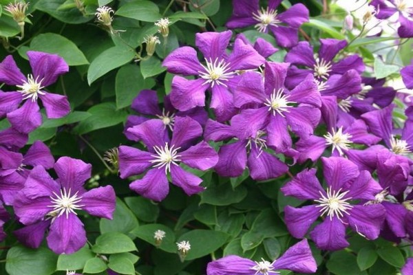 clématite étoile violette