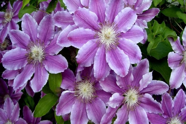 clematis etoile ljubičasta