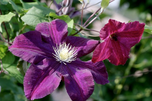 clematis etoile ljubičasta fotografija