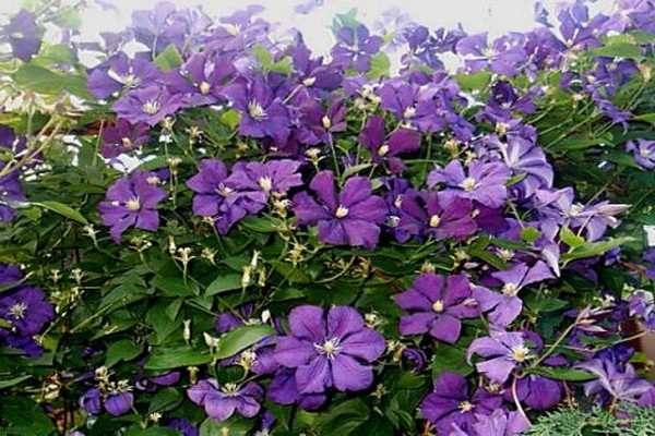 paglalarawan ng clematis etoile violet