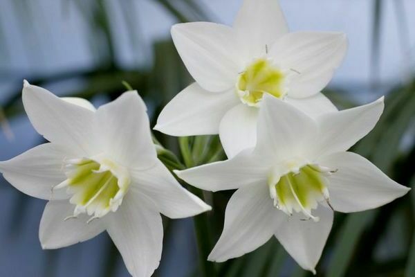 Eucharis, Amazonian lily: paglalarawan