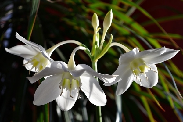 Eucharis, Amazonas-Lilie: Foto, Blüte und Fortpflanzung