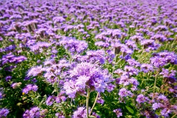 Phacelia-Samen