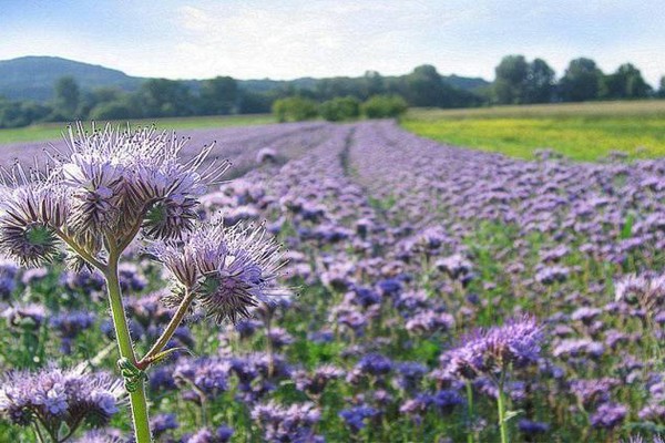 phacelia siderat