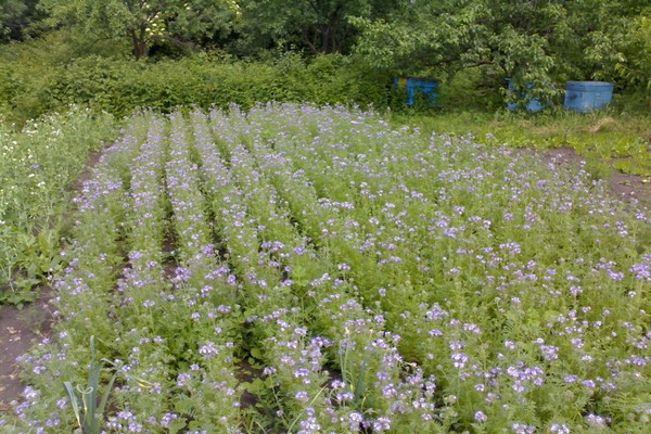 phacelia siderat