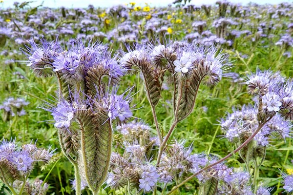 Phacelia Gründünger