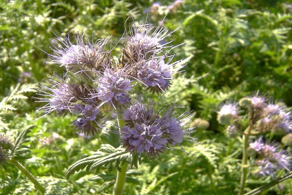 phacelia siderat