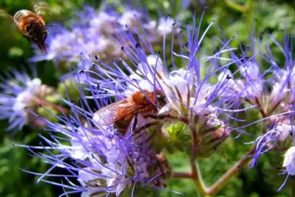 Phacelia Foto