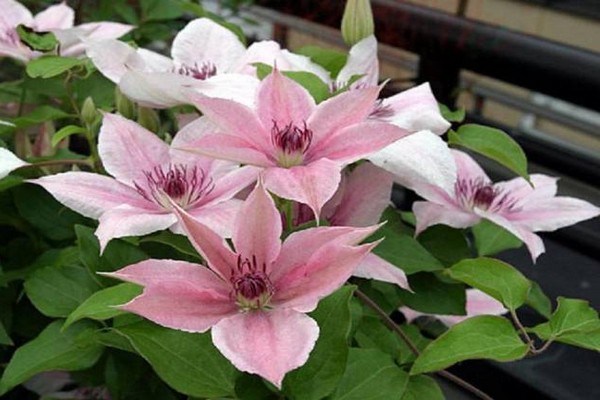 clematis pink na larawan ng pantasya + at paglalarawan