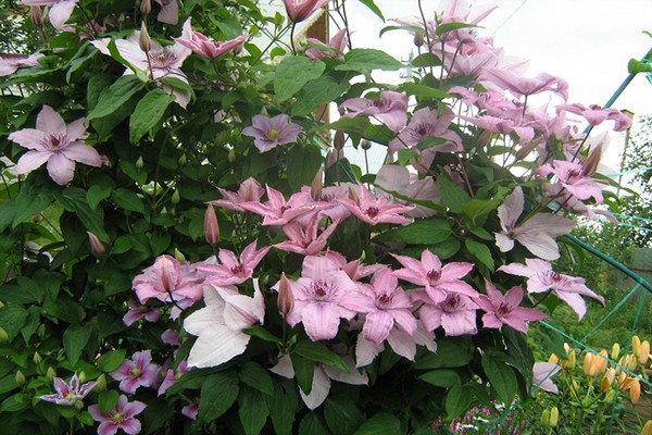 description of pink fantasy clematis