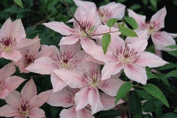 pink fantasy clematis fotografija