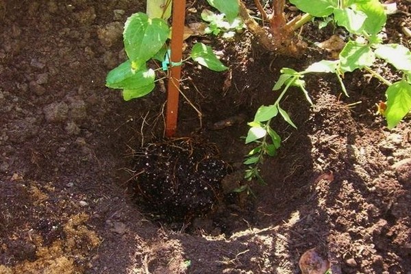 clematis planting + and care + in the open field