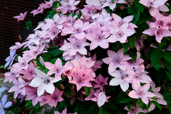 pink fantasy clematis fotografija